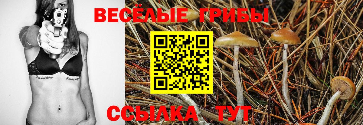 Галлюциногенные грибы Psilocybe Ставрополь